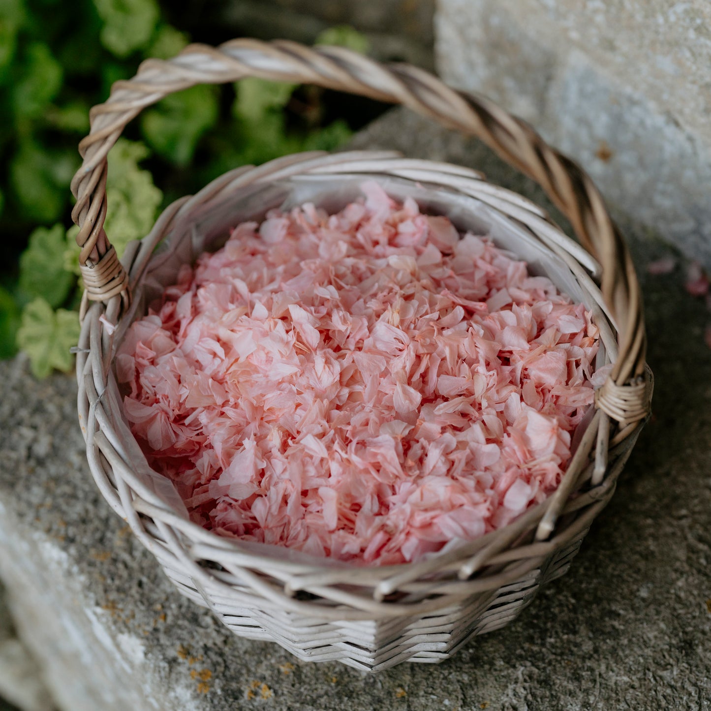 Premium Pink Hydrangea Petals Confetti